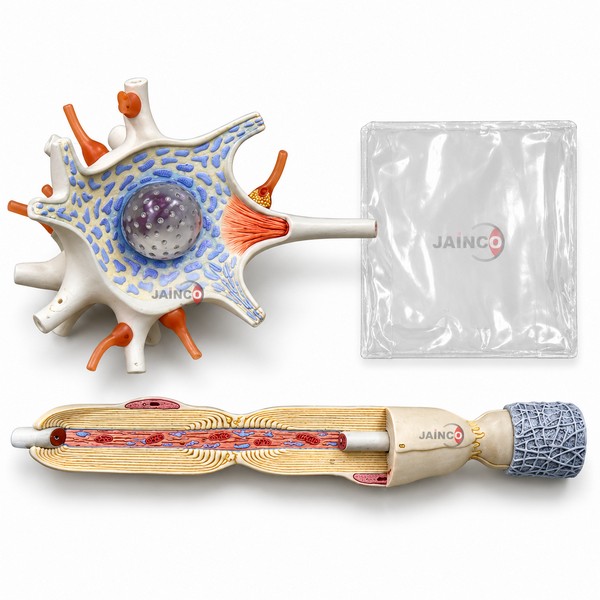 Neuron Model